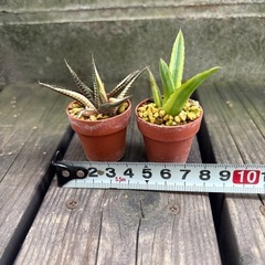 ミニ多肉植物セット
