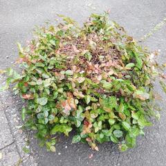 ハツユキカズラ (鉢植えごと)