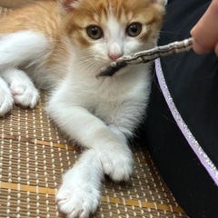 🍀🍃かわいい子猫ちゃん達🌵🌵🌵