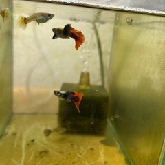 ラスト🔥ビッグドーサル/レッドテール/ダンボ🔥の画像