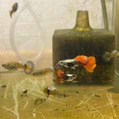 ラスト🔥ビッグドーサル/レッドテール/ダンボ🔥の画像