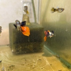 ラスト🔥ビッグドーサル/レッドテール/ダンボ🔥の画像