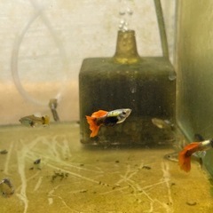 ラスト🔥ビッグドーサル/レッドテール/ダンボ🔥の画像