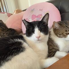 1歳過ぎ　年下にゃんこの面倒見の良い、人にも甘えん坊なふく兄さん...