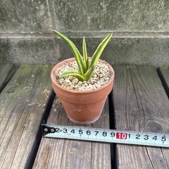 アガベ   輝山②

