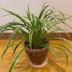 お取引中⭐︎観葉植物🪴オリヅルラン