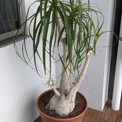 ポニーテール　大型観葉植物