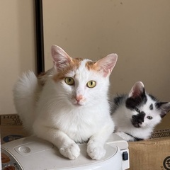 可愛い猫達をもらってください。