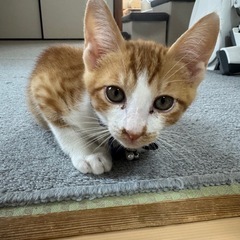 元気もりもり男の子
