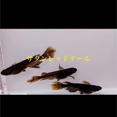 メダカの画像