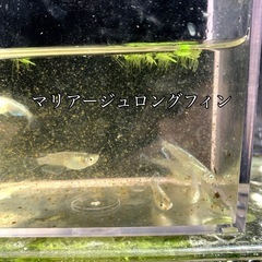 メダカの画像