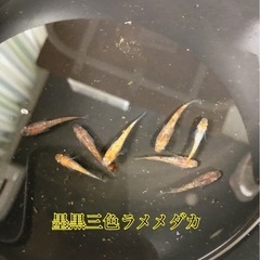 メダカの画像