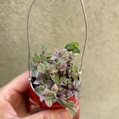 観葉植物 カリシア ロザート リメ缶入り