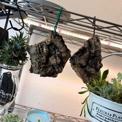 お値下げ✨お得✨養生板　天然木　板付け用　ビカクシダ　エアープランツなどにの画像