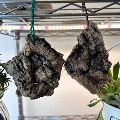 ✨お得✨養生板　天然木　板付け用　ビカクシダ　エアープランツなどに