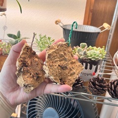 お値下げ✨お得✨養生板　天然木　板付け用　ビカクシダ　エアープランツなどにの画像