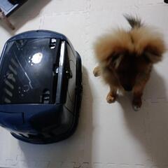 子犬、猫用　キャリーの画像