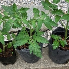 【夏植え！】とまと3本セット
