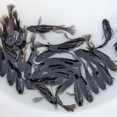 ヒレ長オロチメダカ10匹の画像