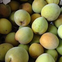 ④梅の実　500円