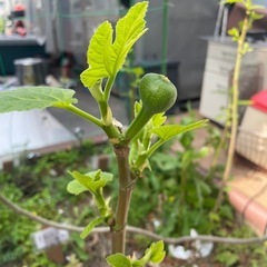 イチヂクの剪定