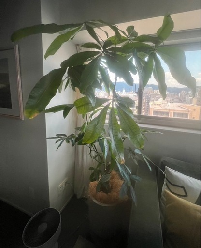 大型観葉植物《パキラ鉢植え》