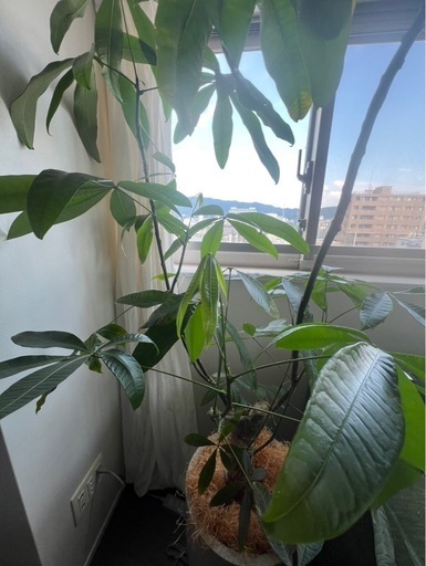 大型観葉植物《パキラ鉢植え》