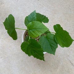 🌱ウンベラータ の画像