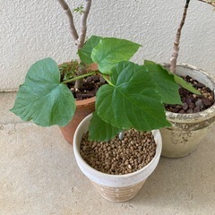 🌱ウンベラータ の画像