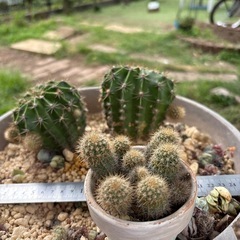 サボテン苗大2株と子株を鉢ごと。