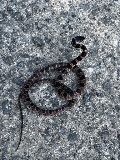 野生のシロマダラ