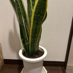 観葉植物  サンスベリア