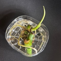 モンステラ株分けの画像