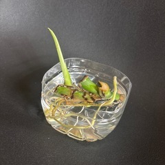 モンステラ株分けの画像