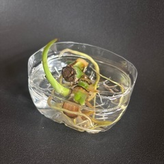 モンステラ株分けの画像