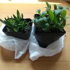 花 ヒメウツギ各1つ