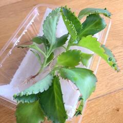多肉植物　マザーリーフ苗　通称「ハカラメ」