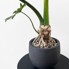 観葉植物 セローム②の画像