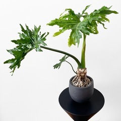 観葉植物 セローム②の画像