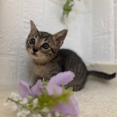 優しい性格の男の子です🪻