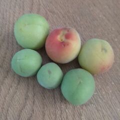 早い物勝ち‼️無農薬栽培青梅(白加賀？鶯宿？)の画像
