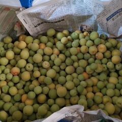 早い物勝ち‼️無農薬栽培青梅(白加賀？鶯宿？)の画像