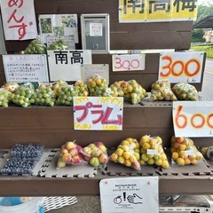南高梅