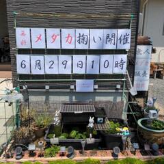 無料のメダカ掬いをやります。