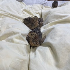 並うずら(オス3羽・メス2羽)の里親さんを探しています。 - 杉並区