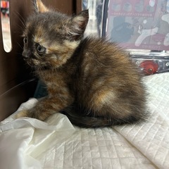 子猫 今年5月頃生まれ