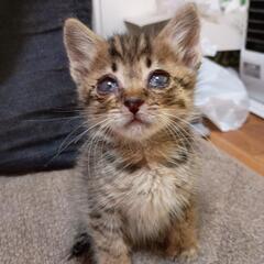 子猫をもらって下さい。