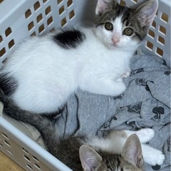 ⭐️約2ヶ月子猫の里親さん募集⭐️