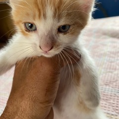 三匹の子猫
