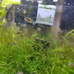 熱帯魚　世界最小の淡水フグ、アベニーパファー4匹セットです。の画像